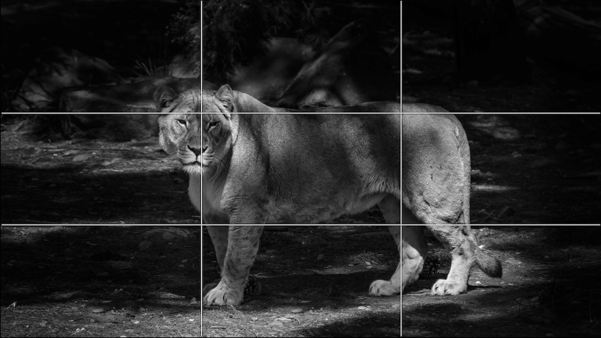 Black-and-white picture of a lioness with rule-of-thirds grid lines