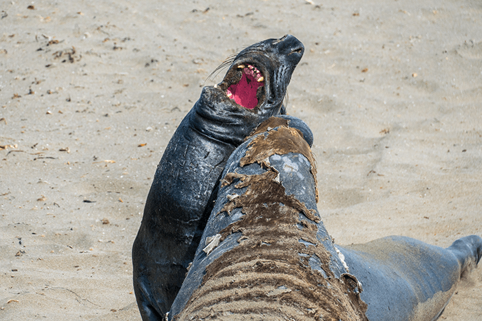Sea lions shot with the Sony a6500 in continuous shooting mode