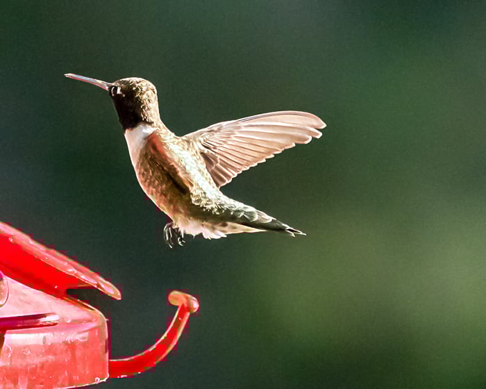 Photoshop Superzoom hummingbird enlargement