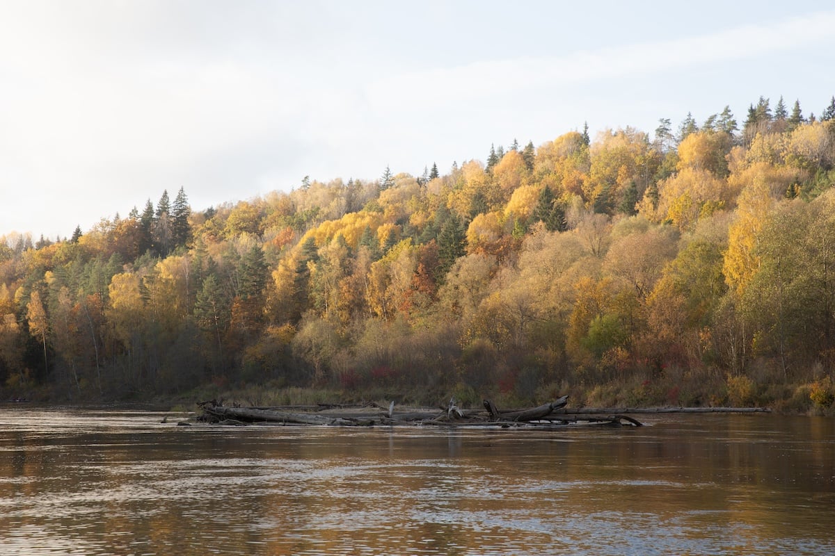 photograph of a riverside forest in the fall with a reduction of dehaze added in Lightroom