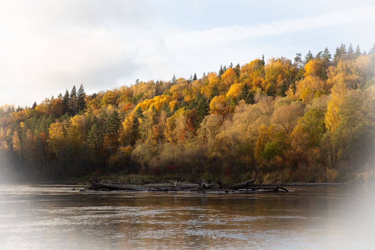 photograph of a riverside forest in the fall with a vignette fading to white