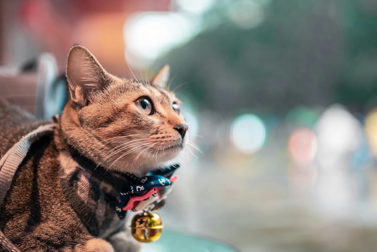 Close-up of a cat taken with a Nikon Z5, our best camera for pet photography