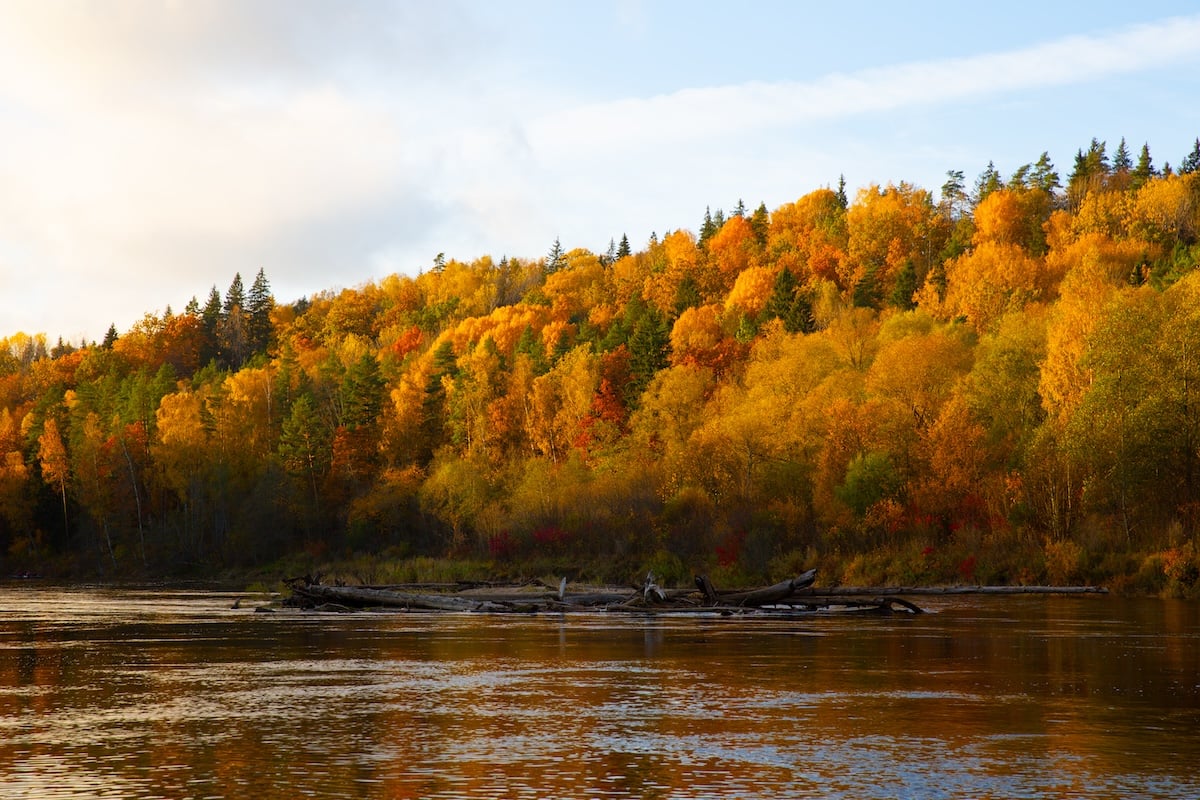 photograph of trees along a bank of a river in fall with increased saturation