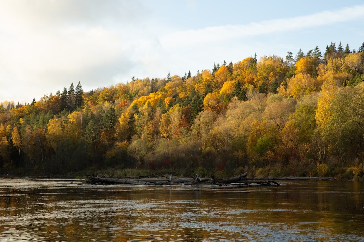 photograph of trees along a bank of a river in fall with a green tint