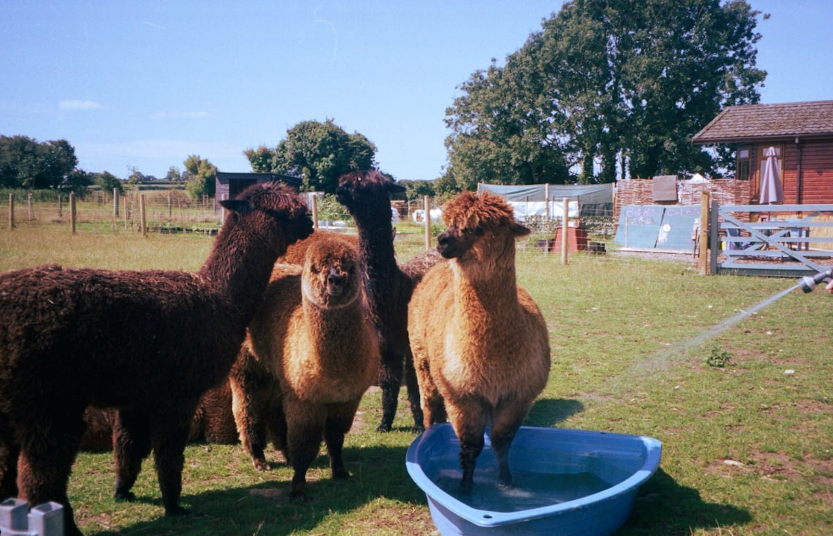 Three alpacas standing together on the grass, with a blue water trough nearby.