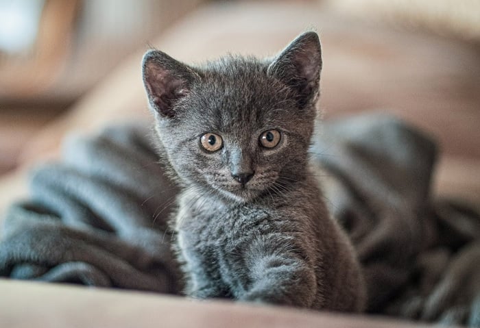 Gorgeous little grey kitten in a blanket