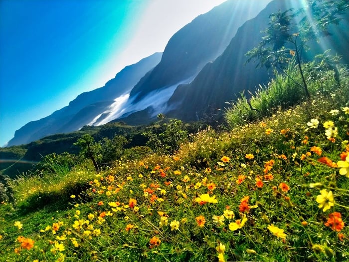 Mountain landscape with meadow flowers in spring