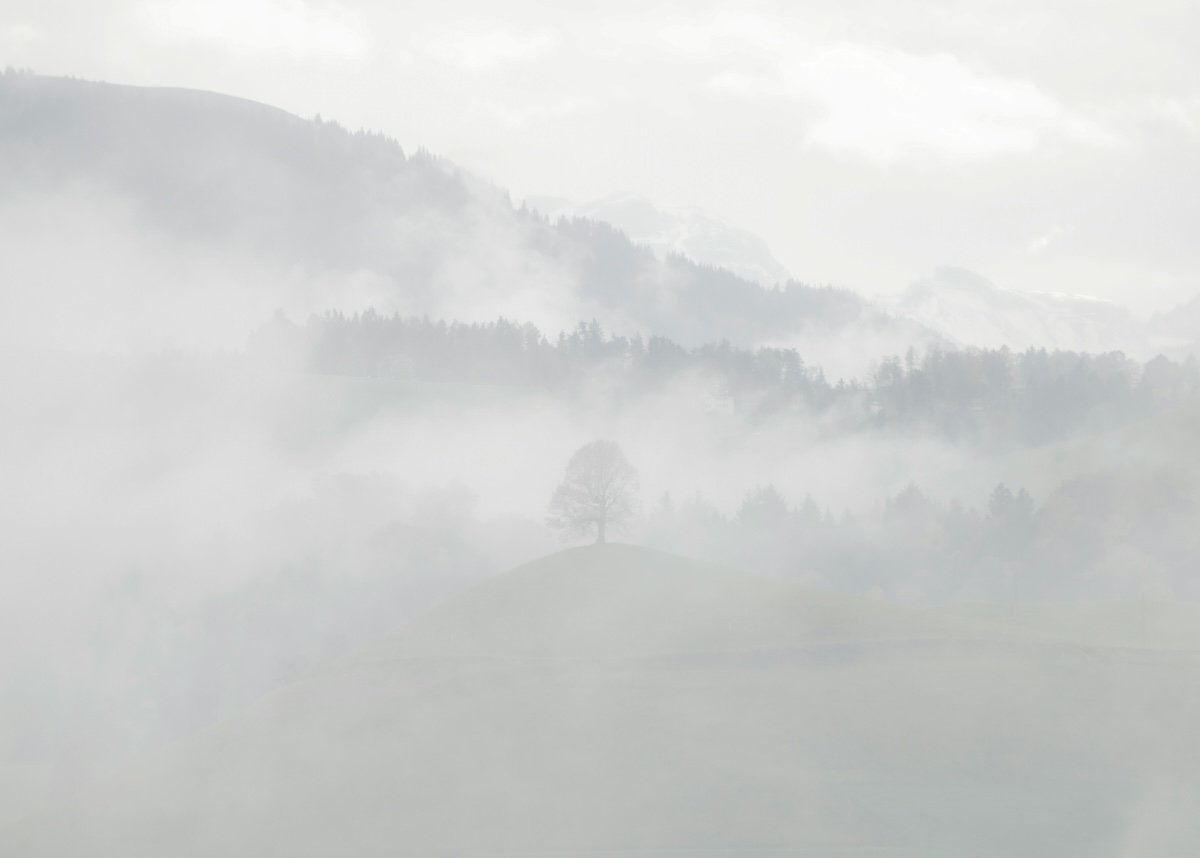 image of trees in misty conditions
