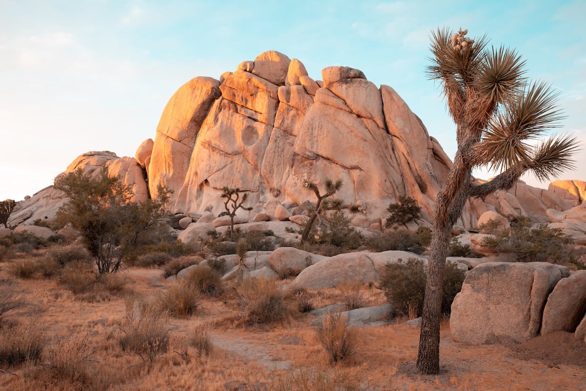 photograph of the outback with tree in foreground and rock mountain in background with adjusted saturation