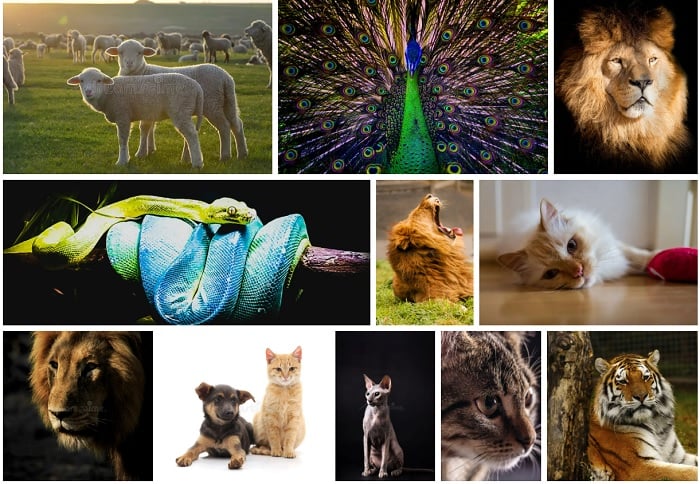 Screenshot of Dreamstime animal stock photo library