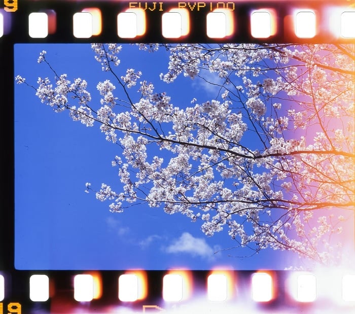Film scan of white tree blossom against a blue sky.