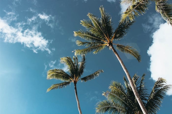 Palm trees against a blue sky
