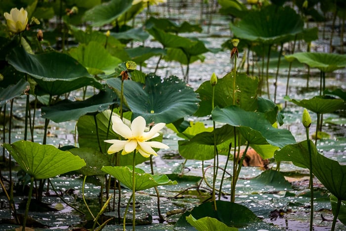 Waterlilies in a pond taken with a 133mm focal length to show depth of field