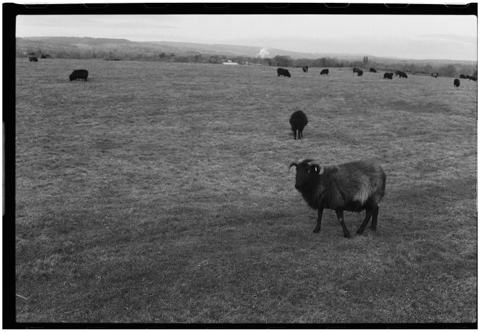 Low-contrast black and white image of a black sheep in a field