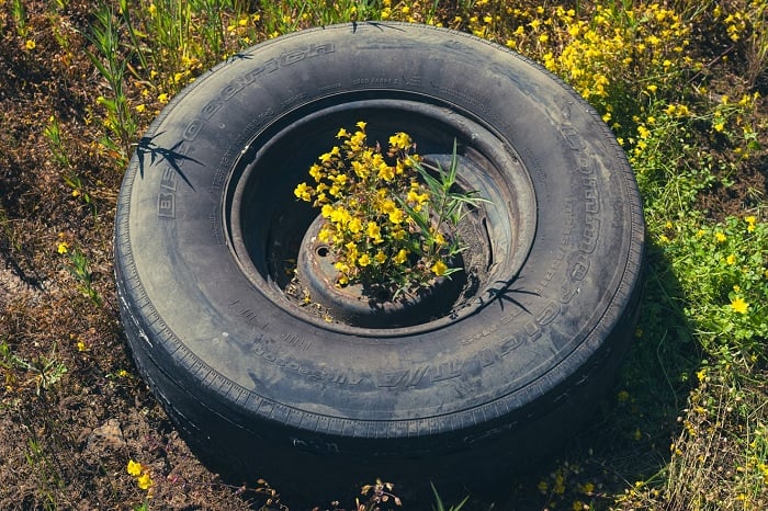Old car tyre with flowers growing in the middle