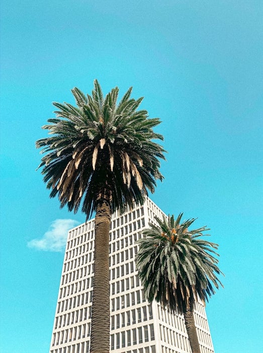 Two palm trees in front of a tall building