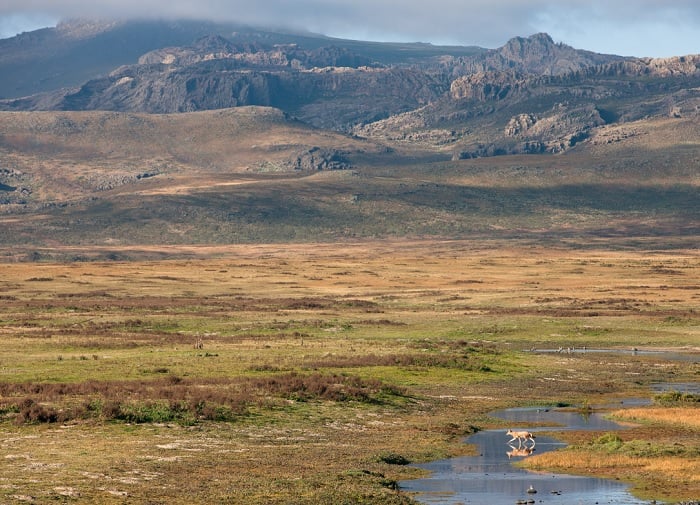 Plateau with Fox crossing the valley