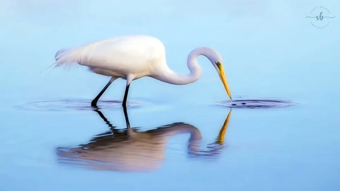 Heron wading in water looking for fish