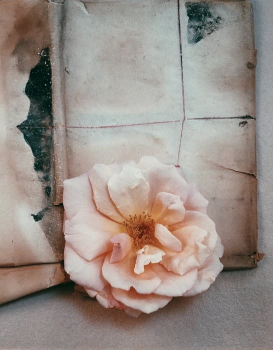 Pink rose against torn paper