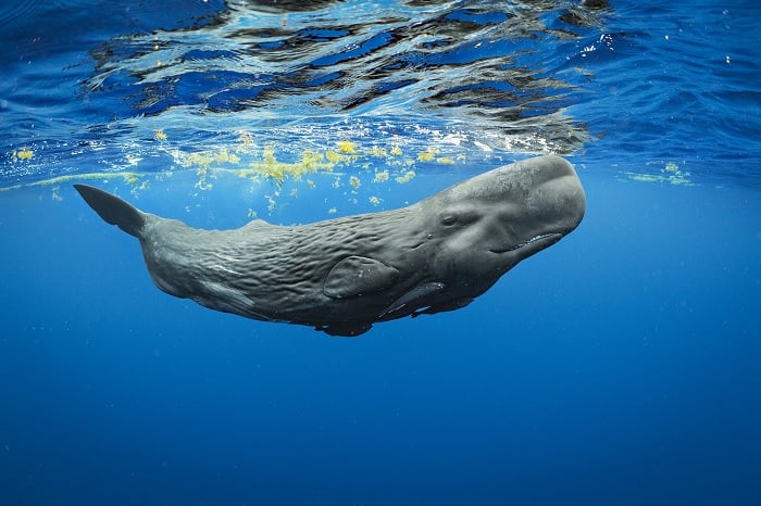 Sperm Whale near the surface