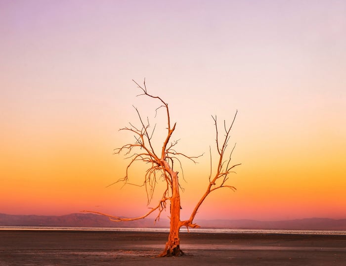 Dead tree in a desert at dusk