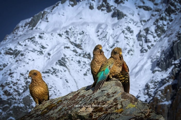 Three birds perched on a mountain peak