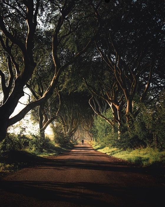 Country road lined with trees