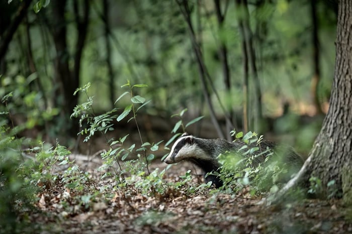 Badger in woodland