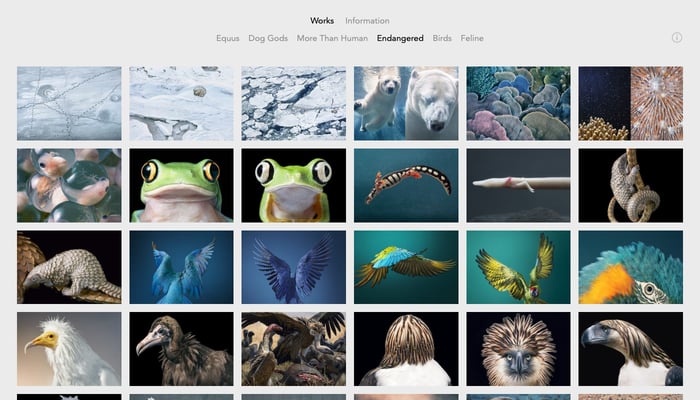 Screenshot of the Endangered gallery on Tim Flach's photography website