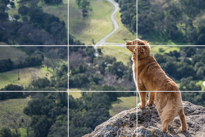 Foto majestosa de um cachorro Golden retriever parado na beira de um penhasco com a grade da regra dos terços sobreposta