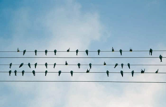 Οι σιλουέτες των πουλιών σκαρφαλώνουν σε 5 καλώδια ηλεκτρικού ρεύματος σε έναν μπλε ουρανό - ψηφιακή φωτογραφία για αρχάριους