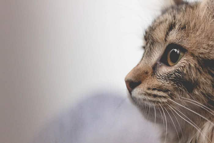Το πορτρέτο μιας γάτας αντιμετωπίζει ξεκάθαρα τη χρήση οπτικών στη φωτογραφία
