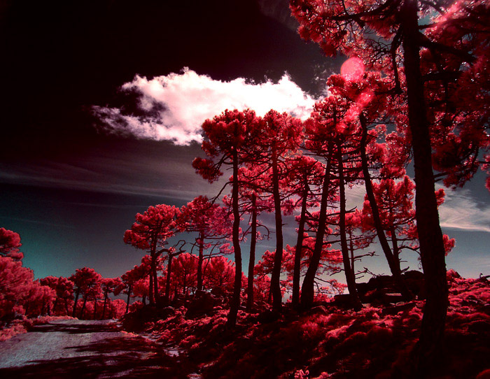 Uma paisagem vermelha e preta apelativa capturada através da fotografia infravermelha