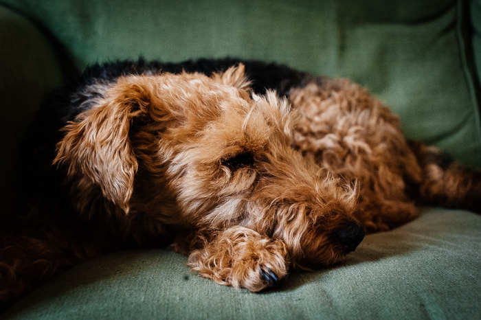 Linda fotografía de mascotas de un perro marrón en un sofá tomada con un enfoque poco profundo medio