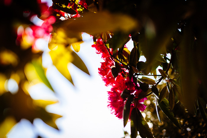 Hojas de otoño coloridas con efecto bokeh en primer plano, tomadas con un objetivo de 50mm