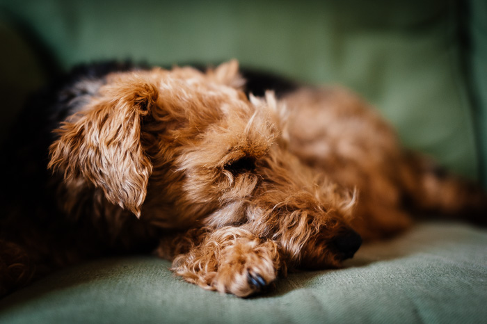 Fotografía de mascotas de un perro marrón en un sofá tomada con enfoque poco profundo