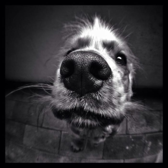 Fotografía con lente ojo de pez: Primer plano de la nariz del perro's nose
