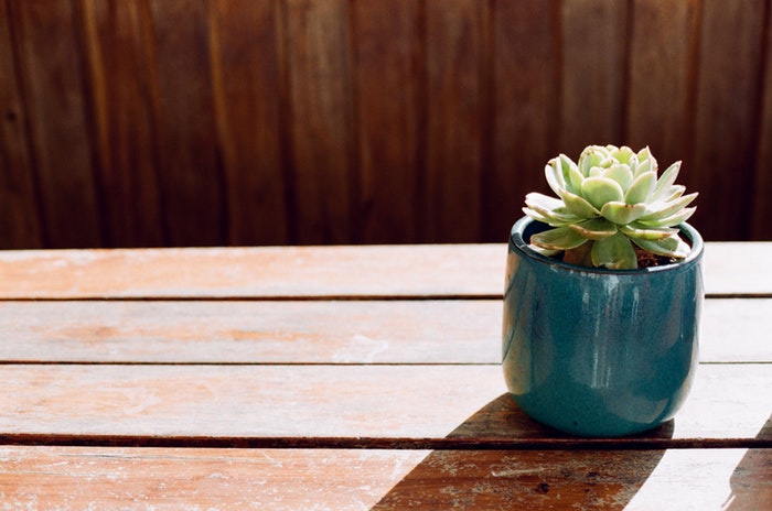 Foto de uma planta de vaso sobre uma mesa de madeira