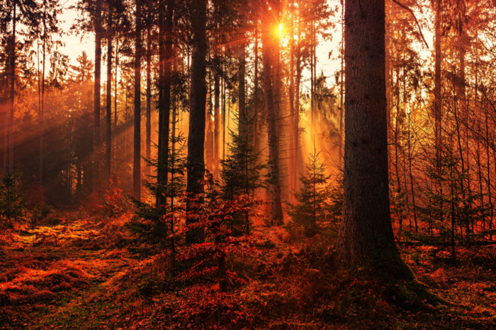 Uma cena de floresta com pouca luz.
