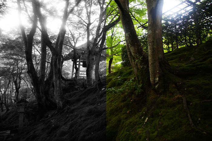 Uma imagem de floresta em tela dividida mostrando preto e branco e em cores
