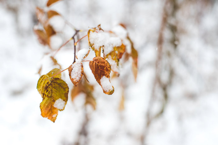 Macro close-up of brown leaves on a frozen tree in snowy forest - winter landscape photography