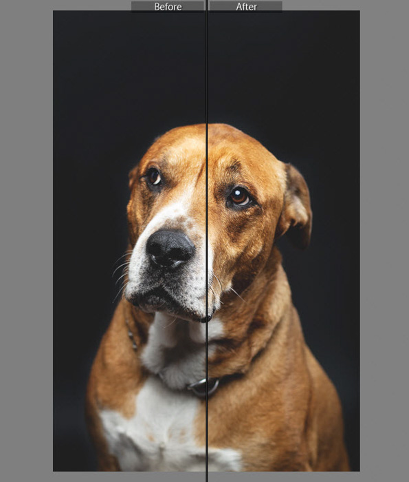 A screenshot of before and after editing a pet portraitin Lightroom