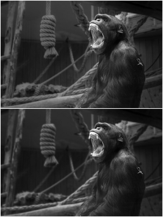 A before and after portrait of a monkey edited with Lightroom blur tool