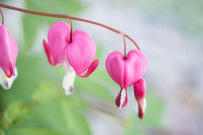 detailní fotografie kvetoucích květů krvácejícího srdce