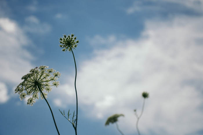 Nízko perspektivní fotografie květin zemního bezu a oblohy v pozadí