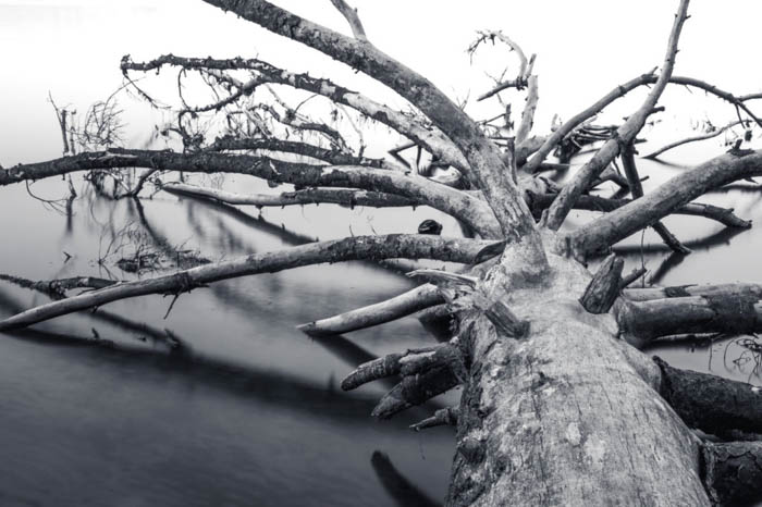 monokrom bild av stammen och grenarna på ett nedfallet träd utan löv 