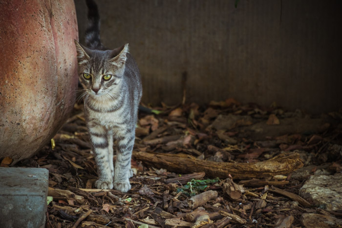  地面に落ち葉があり、興味深い背景を持つ猫の写真