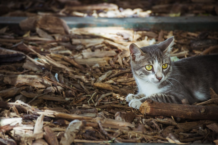 gato de raça entre folhas e ramos caídos