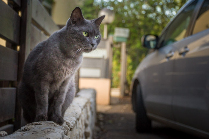 Fotografování toulavé kočky u auta