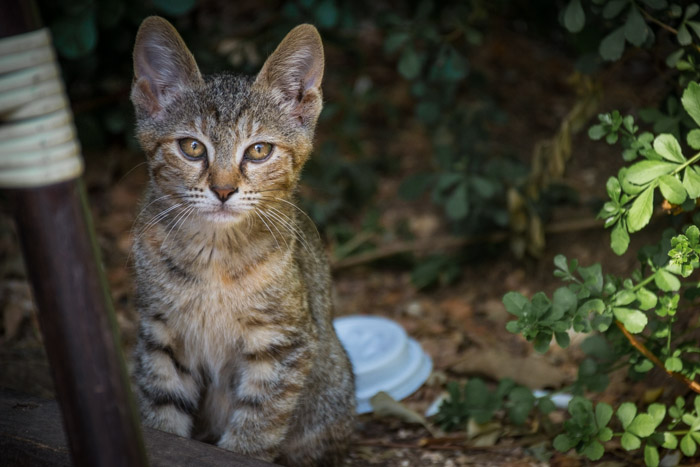 et fotografi af en sød strejfende kat udenfor